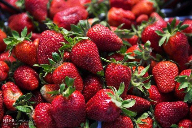 کاهش میزان مواد اولیه واحدهای صنعتی مرتبط با توت فرنگی در دماوند