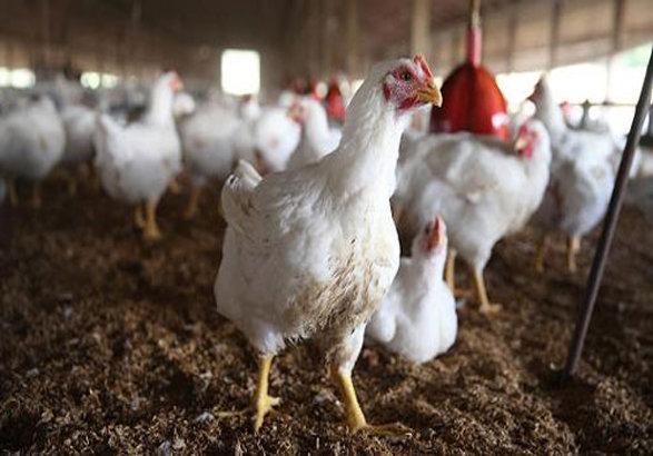 طرح پیشنهاد قیمت هر کیلو مرغ بین 6500 تا 6700 تومان به تنظیم بازار