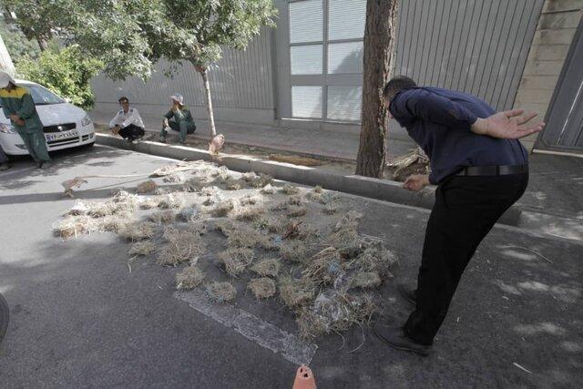 گزارشی از یک اتفاق زیست محیطی در شیراز