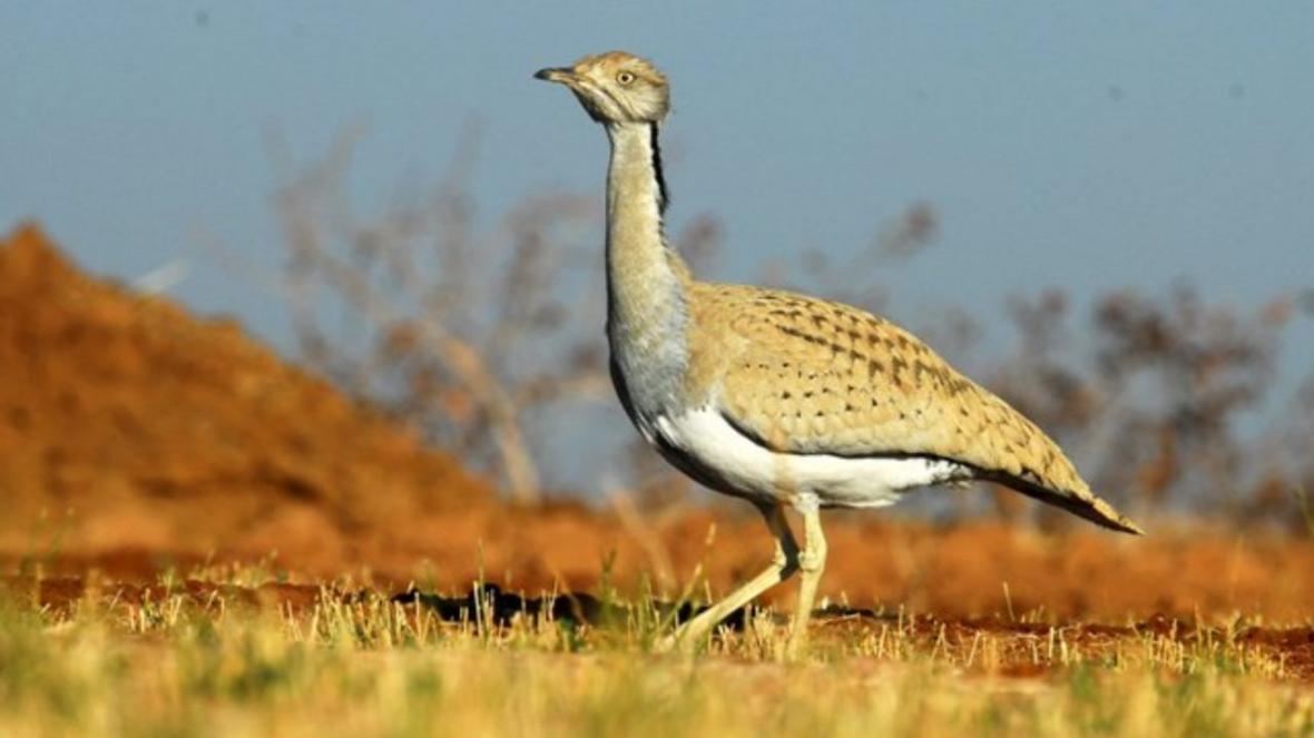 خبرنگاران هوبره مرغ بمب افکن کویر، پرنده ای در خطر انقراض