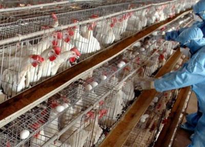 پنهانکاری درباره شیوع آنفلوانزای پرندگان