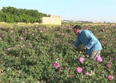 برداشت 720 تن گل محمدی از باغستان های آران و بیدگل