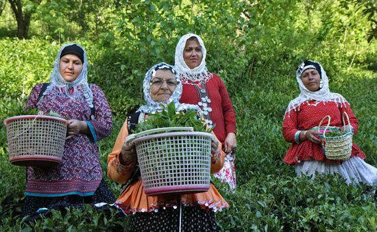 برداشت چین آخر برگ سبز چای در استانهای گیلان و مازندران