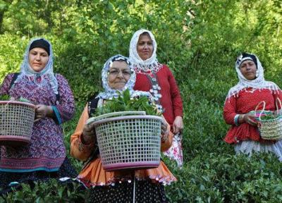 برداشت چین آخر برگ سبز چای در استانهای گیلان و مازندران