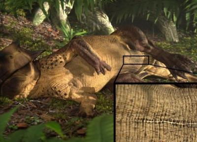دانشمندان برای نخستین بار ناف یک دایناسور را کشف کردند!